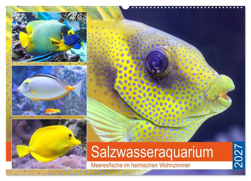 Salzwasseraquarium. Meeresfische im heimischen Wohnzimmer (Wandkalender 2027 DIN A2 quer) CALVENDO Monatskalender