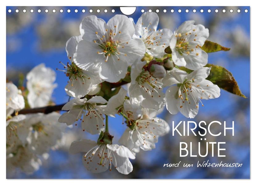 Kirschblüte rund um Witzenhausen (Wandkalender 2027 DIN A4 quer) CALVENDO Monatskalender