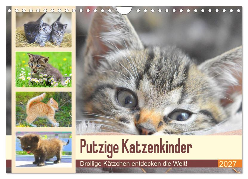 Putzige Katzenkinder. Drollige Kätzchen entdecken die Welt! (Wandkalender 2027 DIN A4 quer) CALVENDO Monatskalender