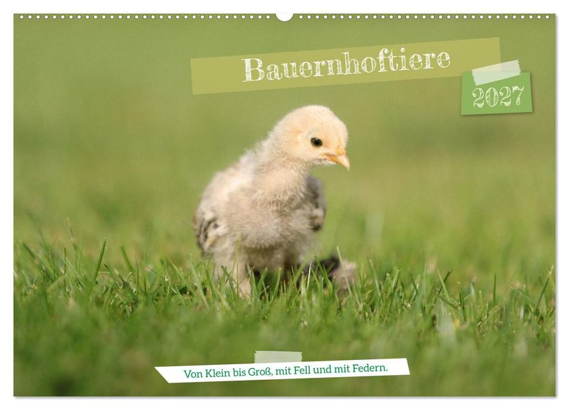 Bauernhoftiere - Von Klein bis Groß mit Fell und mit Federn. (Wandkalender 2027 DIN A2 quer) CALVENDO Monatskalender