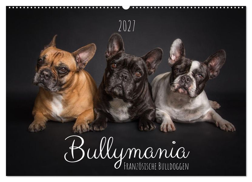 Bullymania - Französische Bulldoggen (Wandkalender 2027 DIN A2 quer) CALVENDO Monatskalender