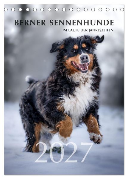 Berner Sennenhunde im Laufe der Jahreszeiten (Tischkalender 2027 DIN A5 hoch) CALVENDO Monatskalender