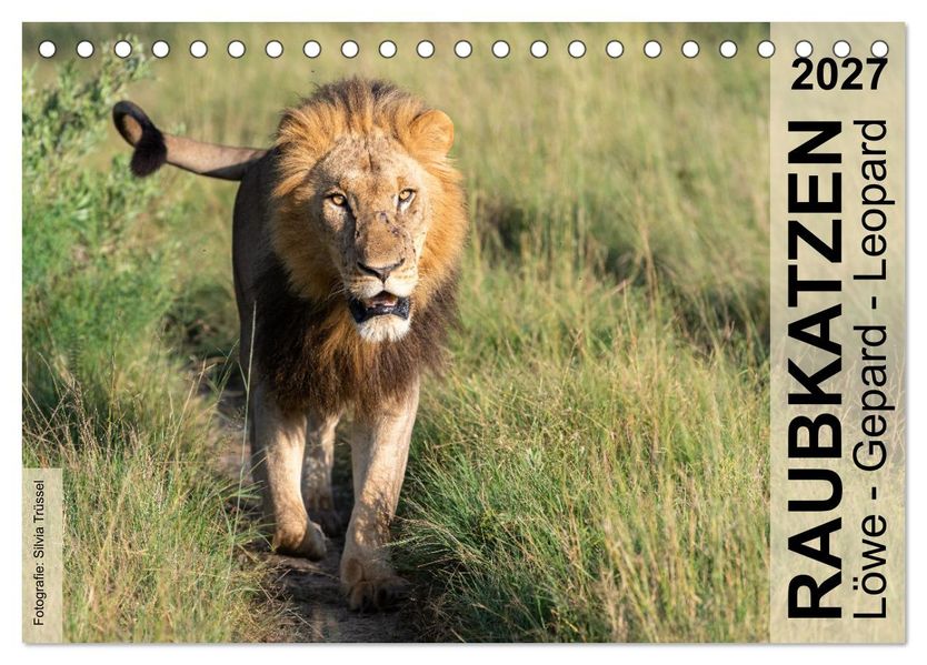 Raubkatzen - Löwe Gepard Leopard (Tischkalender 2027 DIN A5 quer) CALVENDO Monatskalender