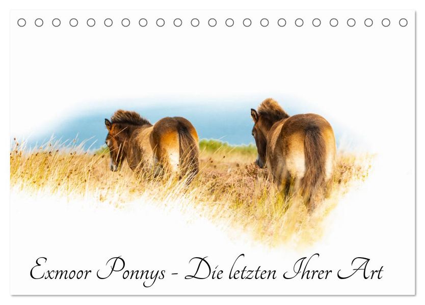 Exmoor Ponnys - Die letzten Ihrer Art (Tischkalender 2027 DIN A5 quer) CALVENDO Monatskalender