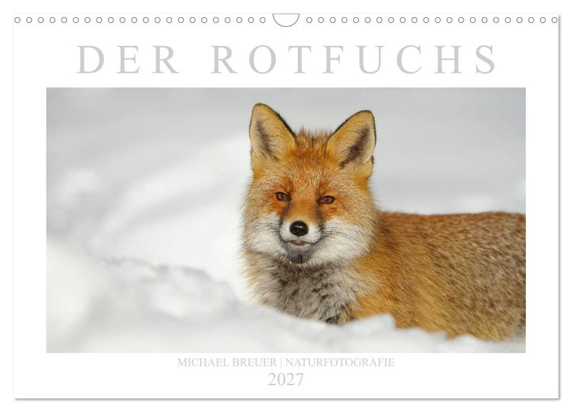 Der Rotfuchs (Wandkalender 2027 DIN A3 quer) CALVENDO Monatskalender