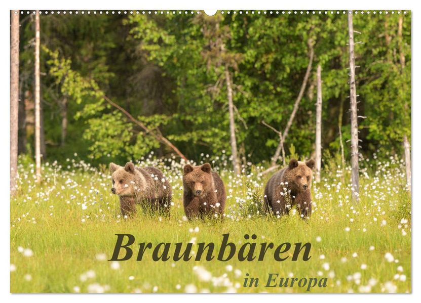 Braunbären in Europa (Wandkalender 2027 DIN A2 quer) CALVENDO Monatskalender