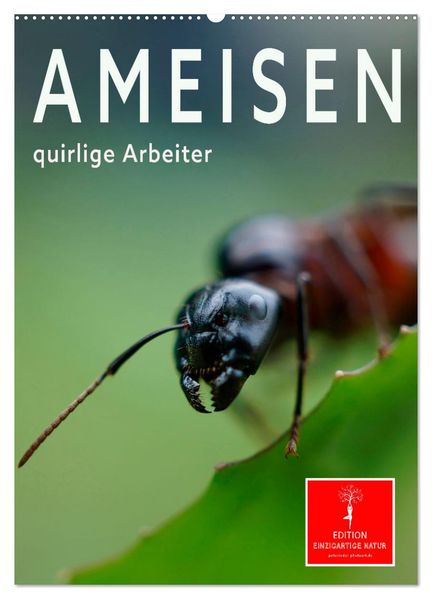 Ameisen quirlige Arbeiter (Wandkalender 2027 DIN A2 hoch) CALVENDO Monatskalender