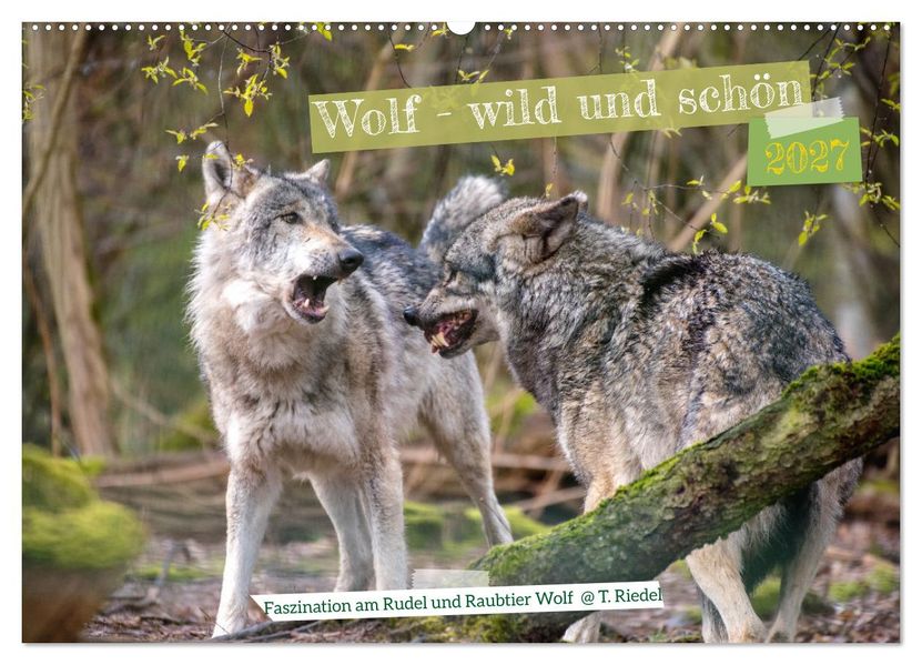 Wolf - wild und schön (Wandkalender 2027 DIN A2 quer) CALVENDO Monatskalender