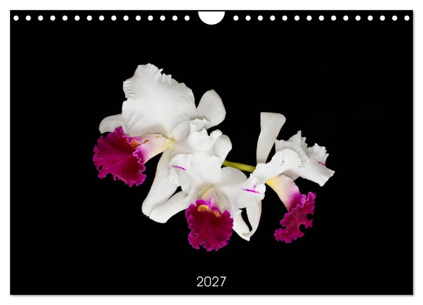 Leuchtende Cattleyen (Wandkalender 2027 DIN A4 quer) CALVENDO Monatskalender