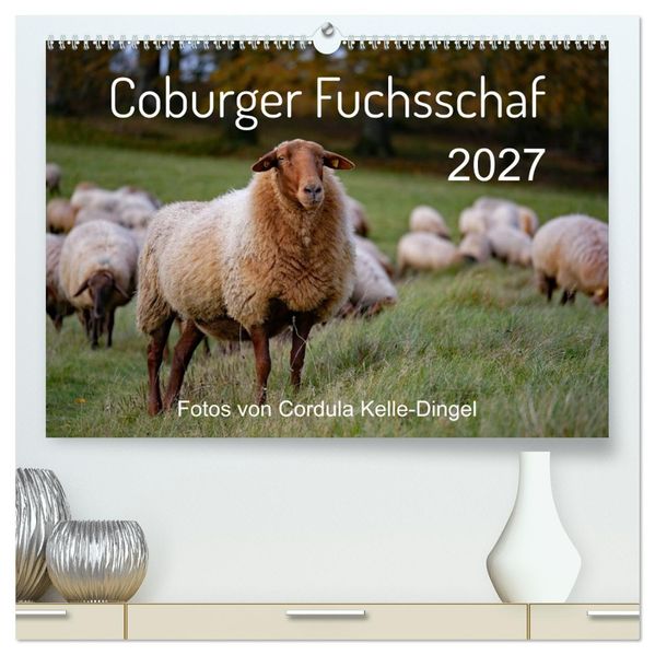 Coburger Fuchsschaf (hochwertiger Premium Wandkalender 2027 DIN A2 quer) Kunstdruck in Hochglanz
