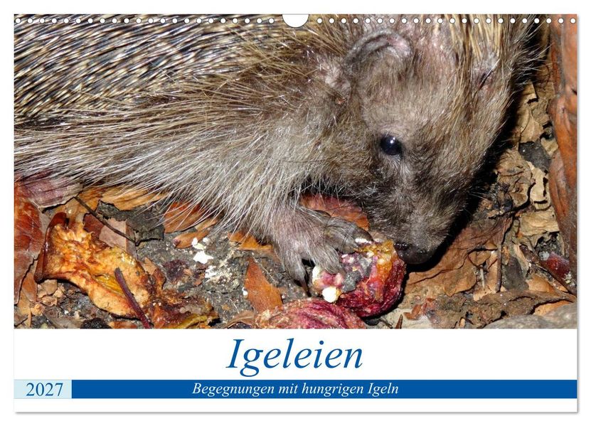 Igeleien - Begegnungen mit hungrigen Igeln (Wandkalender 2027 DIN A3 quer) CALVENDO Monatskalender