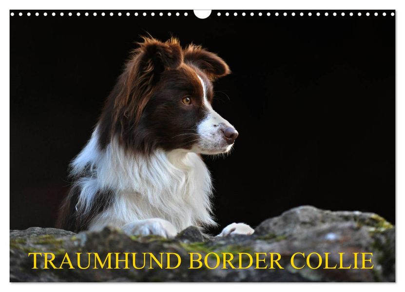 Traumhund Border Collie (Wandkalender 2027 DIN A3 quer) CALVENDO Monatskalender