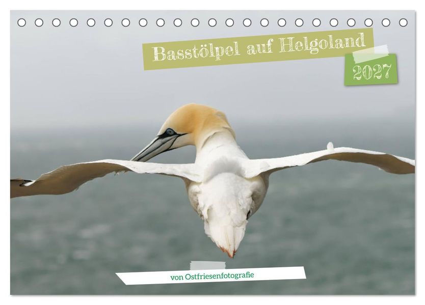 Basstölpel auf Helgoland - von Ostfriesenfotografie (Tischkalender 2027 DIN A5 quer) CALVENDO Monatskalender