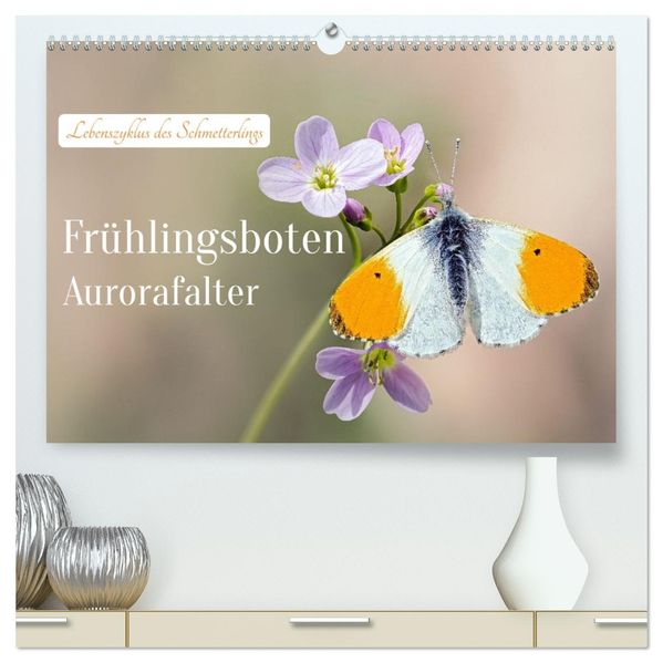 Frühlingsboten Aurorafalter (hochwertiger Premium Wandkalender 2027 DIN A2 quer) Kunstdruck in Hochglanz
