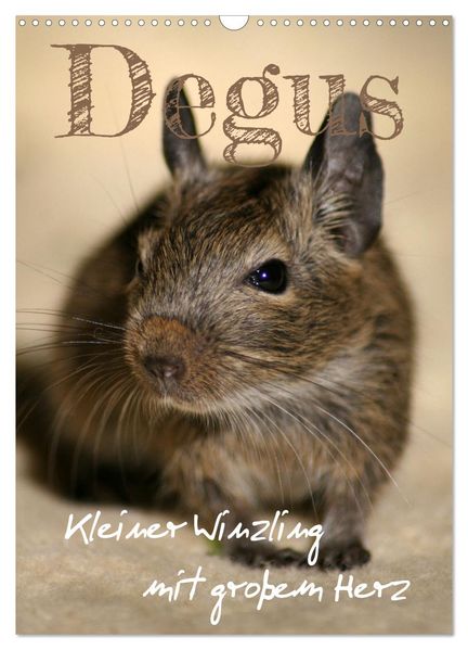 Degus - Winzlinge mit großem Herz (Wandkalender 2027 DIN A3 hoch) CALVENDO Monatskalender