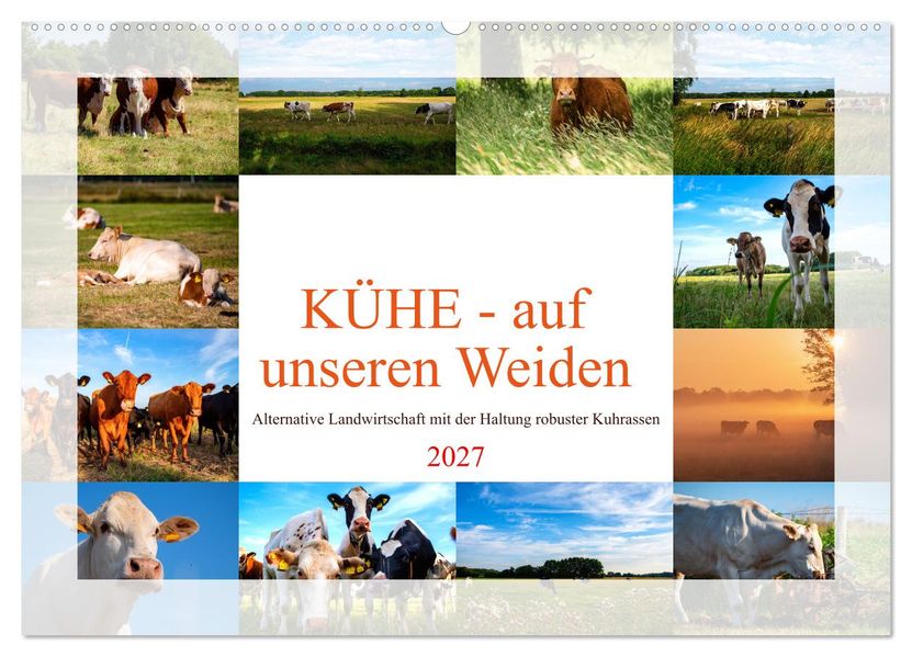 Kühe - auf unseren Weiden (Wandkalender 2027 DIN A2 quer) CALVENDO Monatskalender