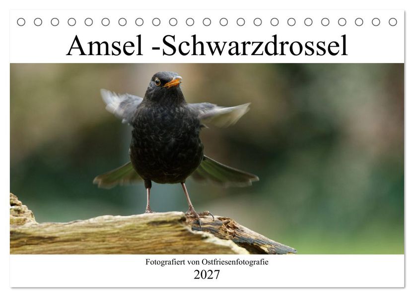 Amsel - Schwarzdrossel fotografiert von Ostfriesenfotografie (Tischkalender 2027 DIN A5 quer) CALVENDO Monatskalender