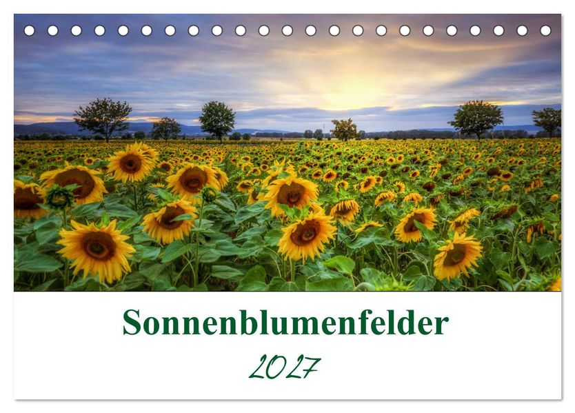 Sonnenblumenfelder (Tischkalender 2027 DIN A5 quer) CALVENDO Monatskalender