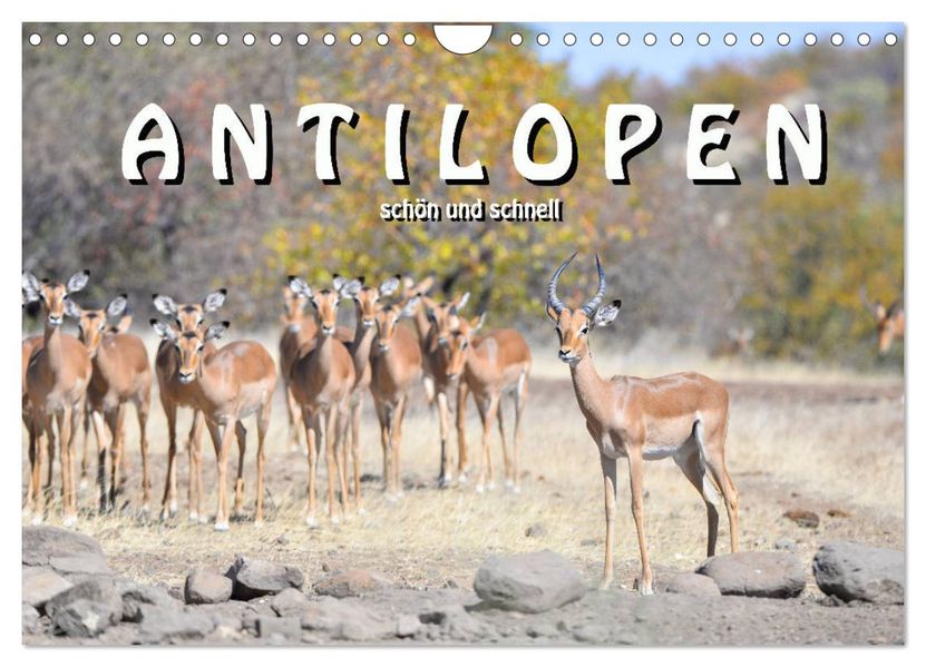 Antilopen schön und schnell (Wandkalender 2027 DIN A4 quer) CALVENDO Monatskalender