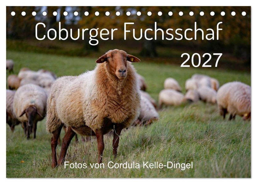 Coburger Fuchsschaf (Tischkalender 2027 DIN A5 quer) CALVENDO Monatskalender