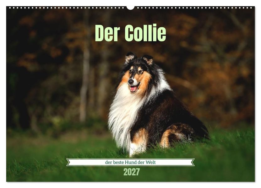 Der Collie der beste Hund der Welt (Wandkalender 2027 DIN A2 quer) CALVENDO Monatskalender