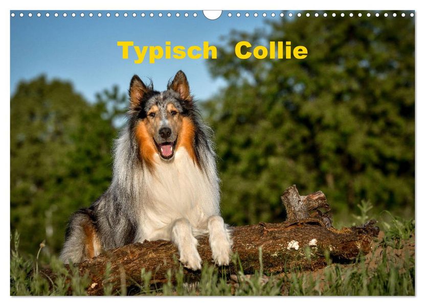 Typisch Collie (Wandkalender 2027 DIN A3 quer) CALVENDO Monatskalender