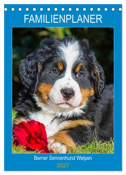 Familienplaner Berner Sennenhund Welpen (Tischkalender 2027 DIN A5 hoch) CALVENDO Monatskalender