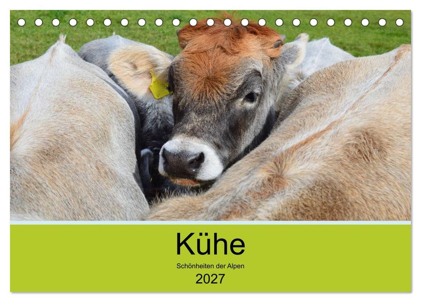 Kühe - Schönheiten der Alpen (Tischkalender 2027 DIN A5 quer) CALVENDO Monatskalender