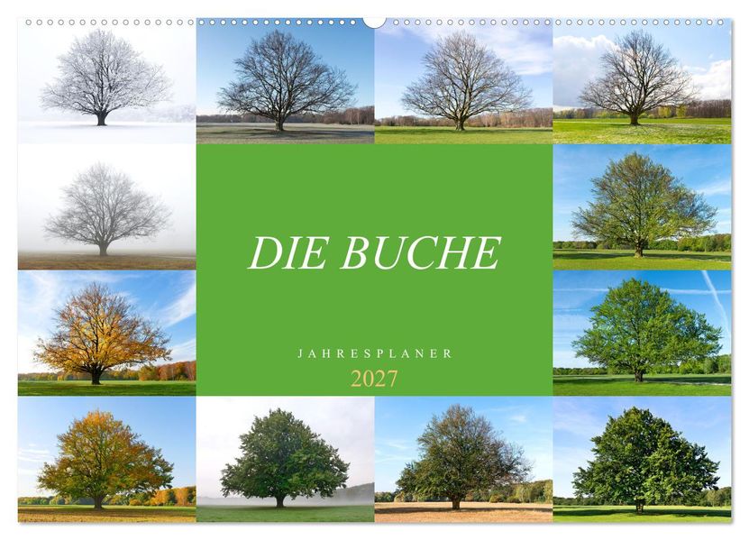Die Buche: Jahresplaner 2027 (Wandkalender 2027 DIN A2 quer) CALVENDO Monatskalender