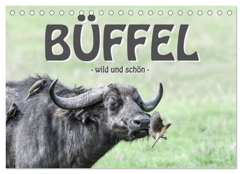 Büffel - wild und schön (Tischkalender 2027 DIN A5 quer) CALVENDO Monatskalender