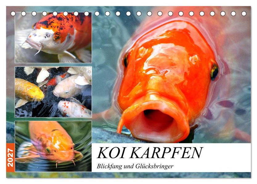 Koi Karpfen. Blickfang und Glücksbringer (Tischkalender 2027 DIN A5 quer) CALVENDO Monatskalender