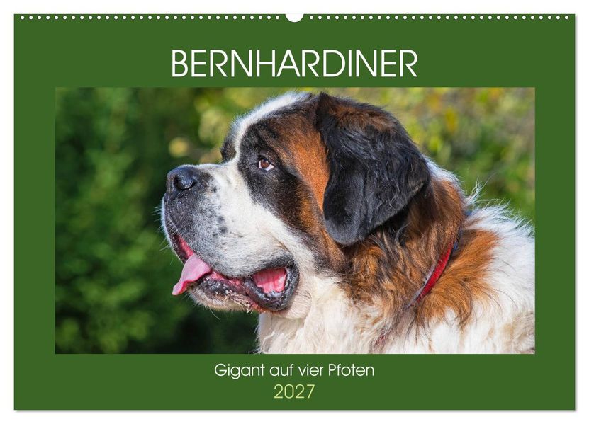 Bernhardiner - Gigant auf vier Pfoten (Wandkalender 2027 DIN A2 quer) CALVENDO Monatskalender