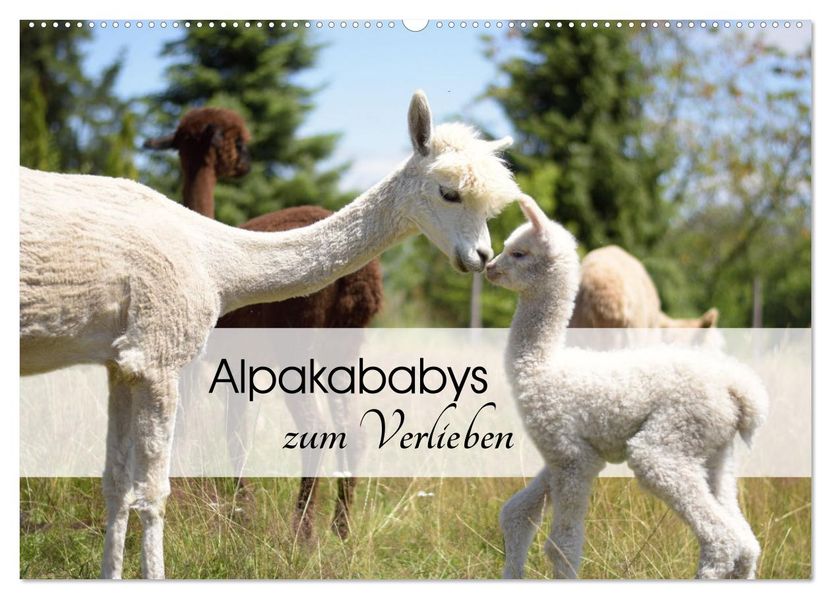 Alpakababys zum Verlieben (Wandkalender 2027 DIN A2 quer) CALVENDO Monatskalender
