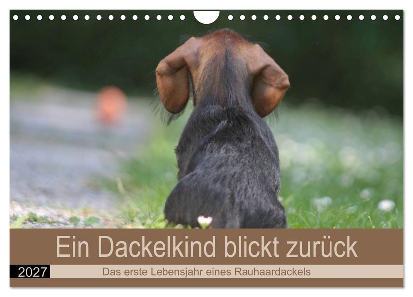 Ein Dackelkind blickt zurück (Wandkalender 2027 DIN A4 quer) CALVENDO Monatskalender