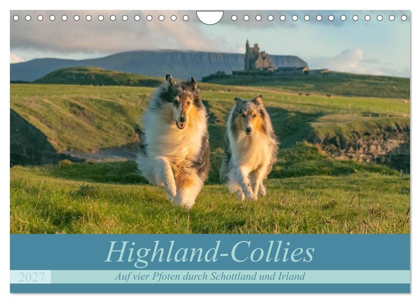 Highland-Collies - Auf vier Pfoten durch Schottland und Irland (Wandkalender 2027 DIN A4 quer) CALVENDO Monatskalender