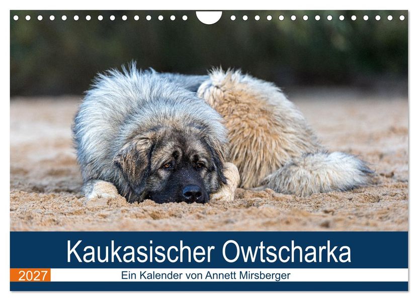 Kaukasischer Owtscharka (Wandkalender 2027 DIN A4 quer) CALVENDO Monatskalender