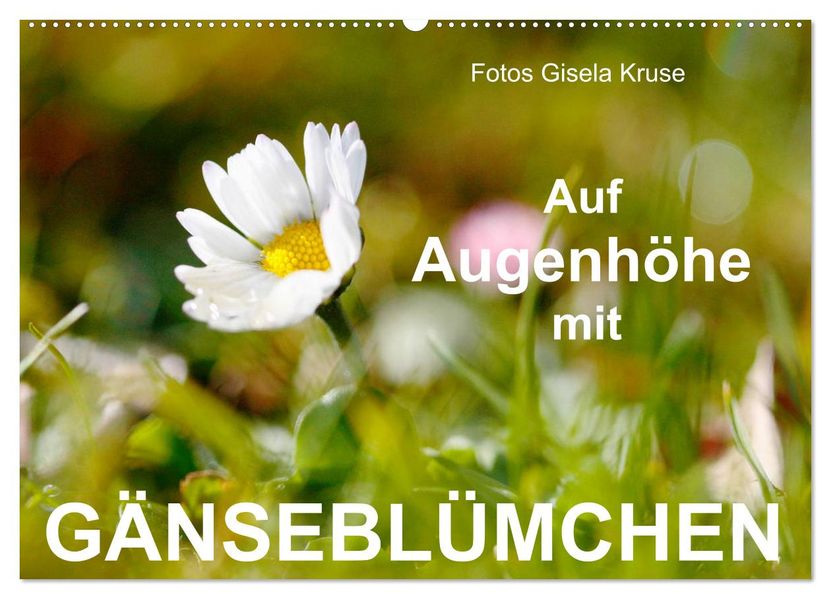 Auf Augenhöhe mit Gänseblümchen (Wandkalender 2027 DIN A2 quer) CALVENDO Monatskalender