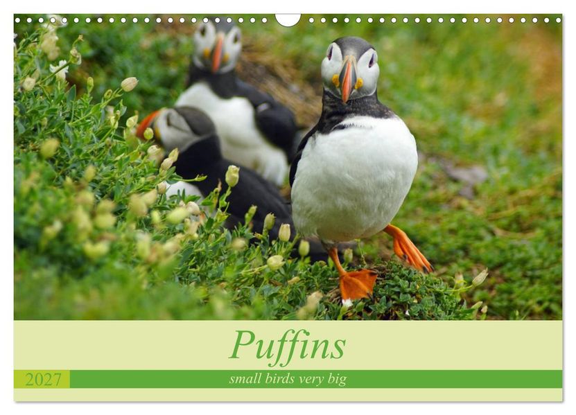 Puffins - small birds very big (Wall Calendar 2027 DIN A3 landscape) CALVENDO 12 Month Wall Calendar