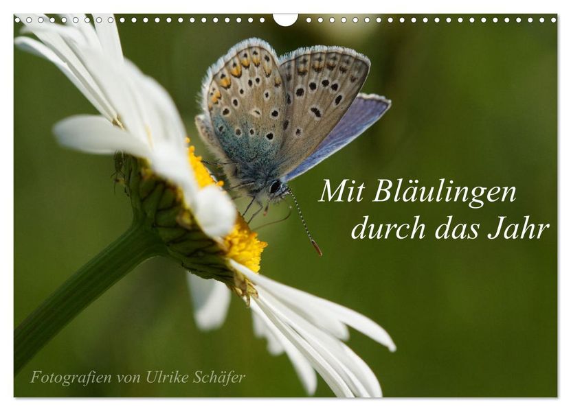 Mit Bläulingen durch das Jahr (Wandkalender 2027 DIN A3 quer) CALVENDO Monatskalender
