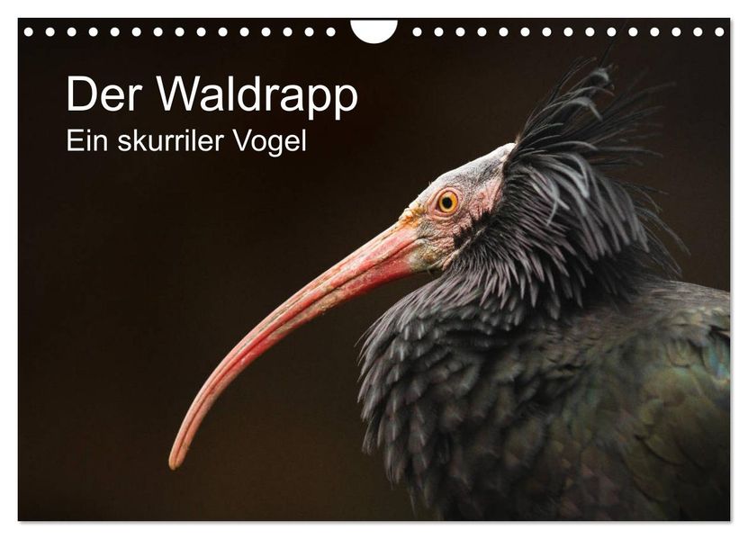 Der Waldrapp - Ein skurriler Vogel (Wandkalender 2027 DIN A4 quer) CALVENDO Monatskalender
