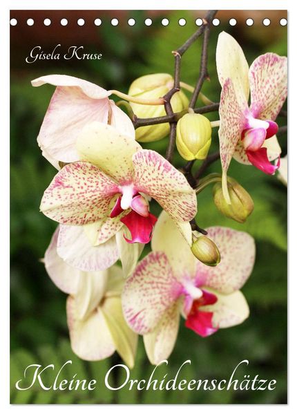 Kleine Orchideenschätze (Tischkalender 2027 DIN A5 hoch) CALVENDO Monatskalender