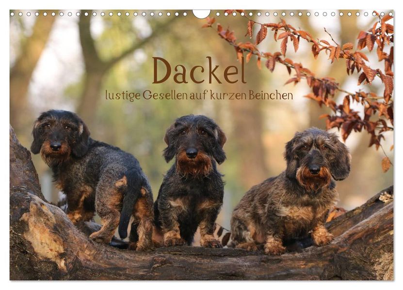Dackel - lustige Gesellen auf kurzen Beinchen (Wandkalender 2027 DIN A3 quer) CALVENDO Monatskalender