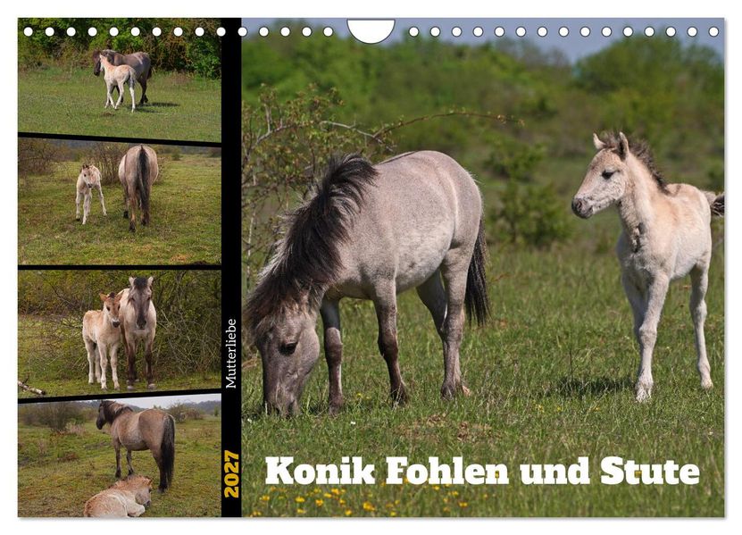 Mutterliebe - Konik Fohlen und Stute (Wandkalender 2027 DIN A4 quer) CALVENDO Monatskalender