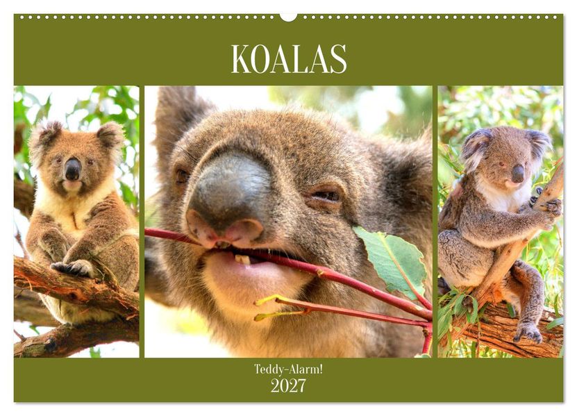 Koalas. Teddy-Alarm! (Wandkalender 2027 DIN A2 quer) CALVENDO Monatskalender