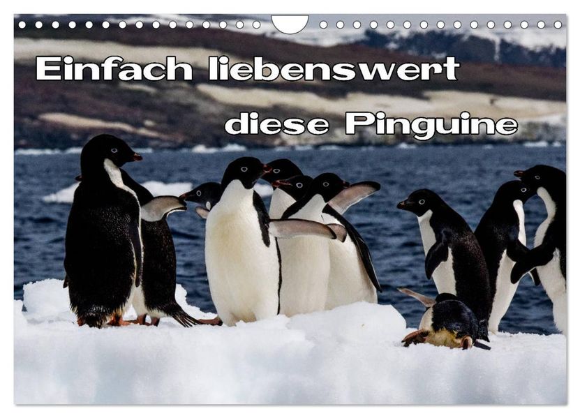 Einfach liebenswert diese Pinguine (Wandkalender 2027 DIN A4 quer) CALVENDO Monatskalender