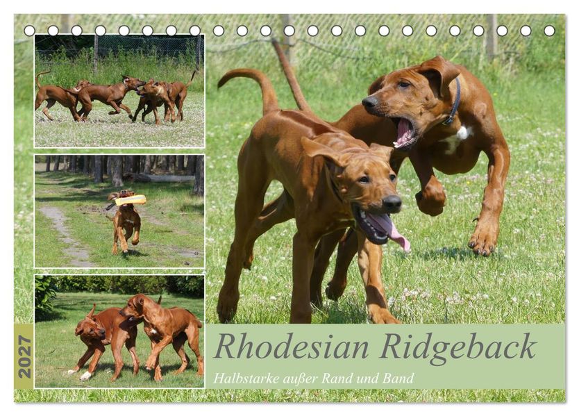 Rhodesian Ridgeback - Halbstarke außer Rand und Band (Tischkalender 2027 DIN A5 quer) CALVENDO Monatskalender