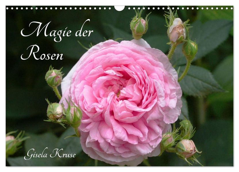 Magie der Rosen (Wandkalender 2027 DIN A3 quer) CALVENDO Monatskalender