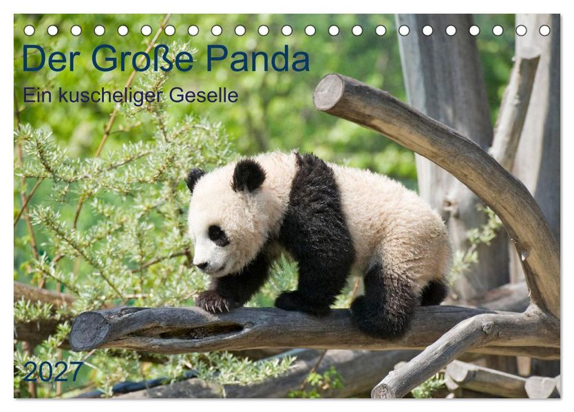 Der Große Panda Ein kuscheliger Geselle (Tischkalender 2027 DIN A5 quer) CALVENDO Monatskalender