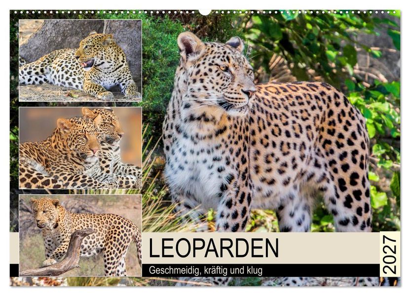 Leoparden. Geschmeidig kräftig und klug (Wandkalender 2027 DIN A2 quer) CALVENDO Monatskalender
