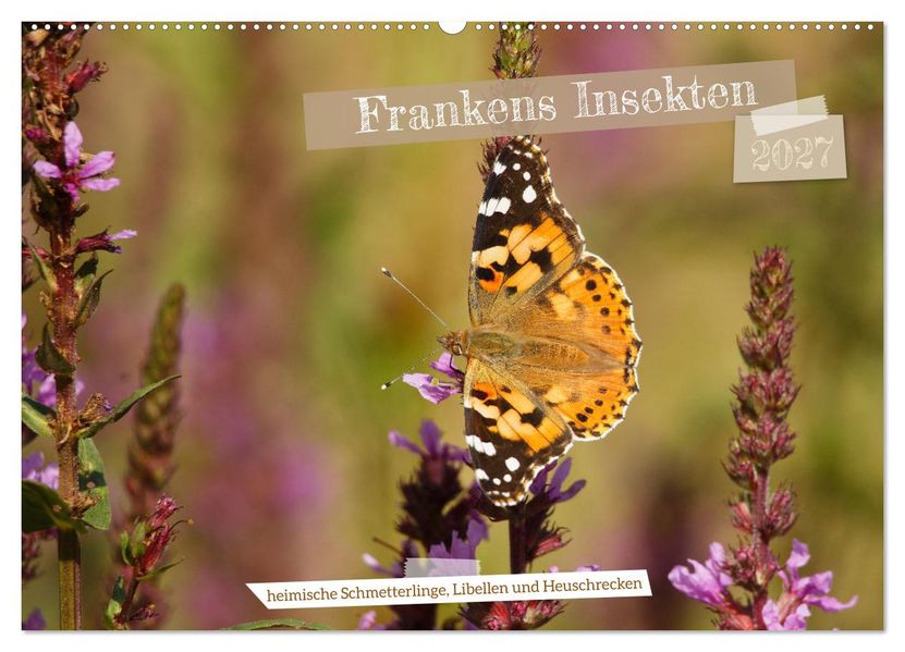 Frankens Insekten (Wandkalender 2027 DIN A2 quer) CALVENDO Monatskalender
